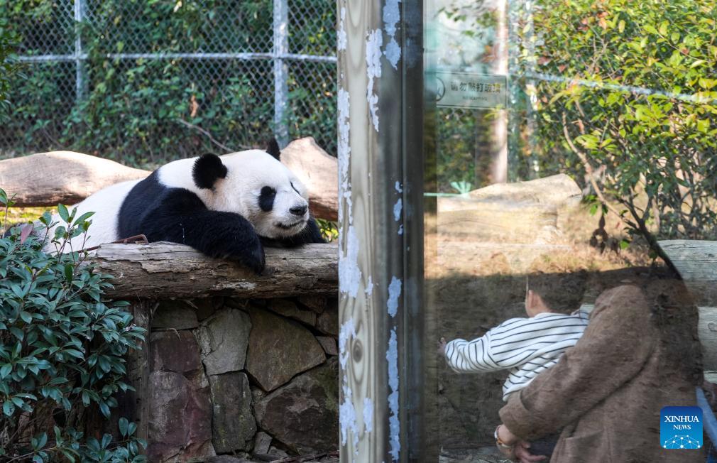 Pandas gigantes atraen miles de miradas