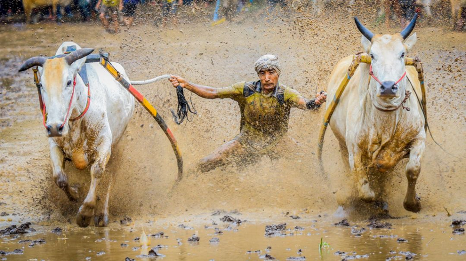 Tradición Pacu Jawi (Indonesia)