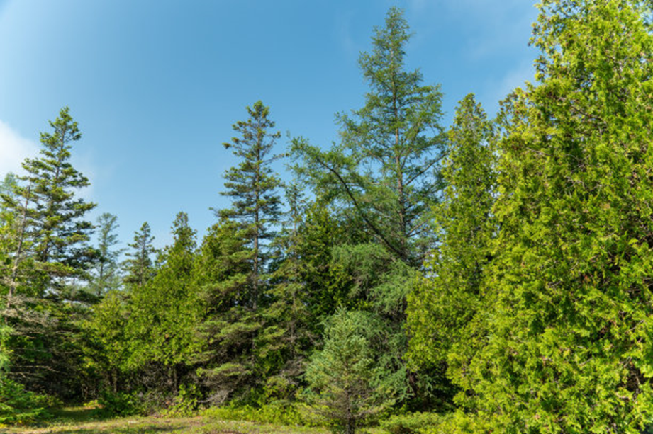 Descubren nueva especie de sapo en provincia sureña china de Guangdong