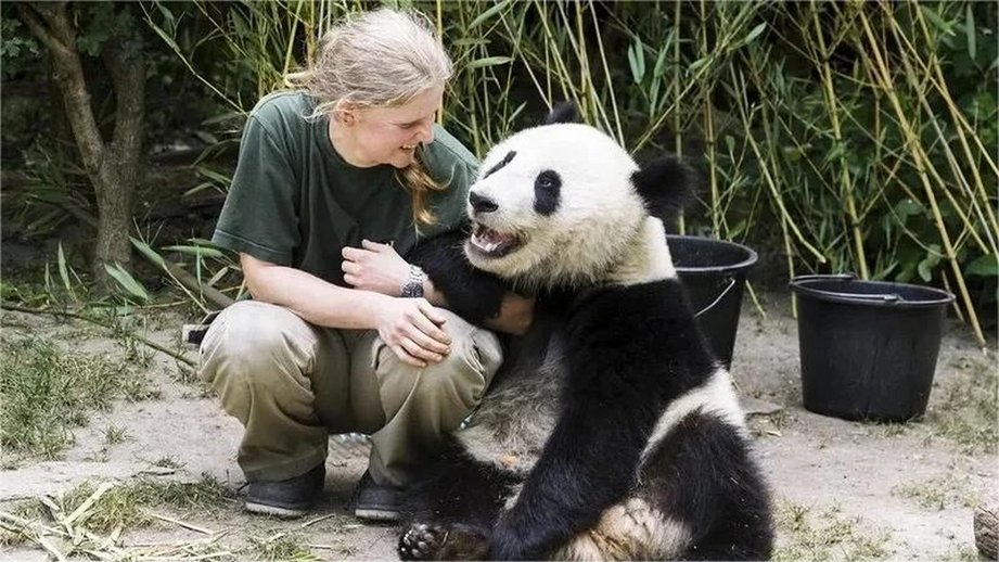 Pareja de pandas gigantes llega a Austria para estadía de 10 años