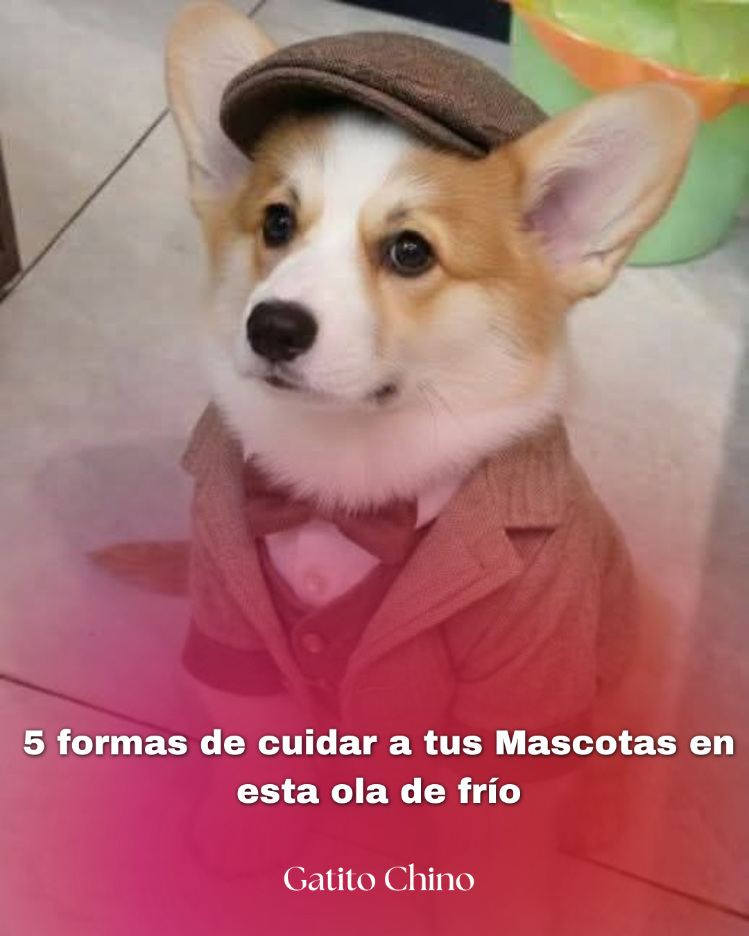 Cuidado de mascotas en ola de frío: 5 errores que debes evitar este invierno