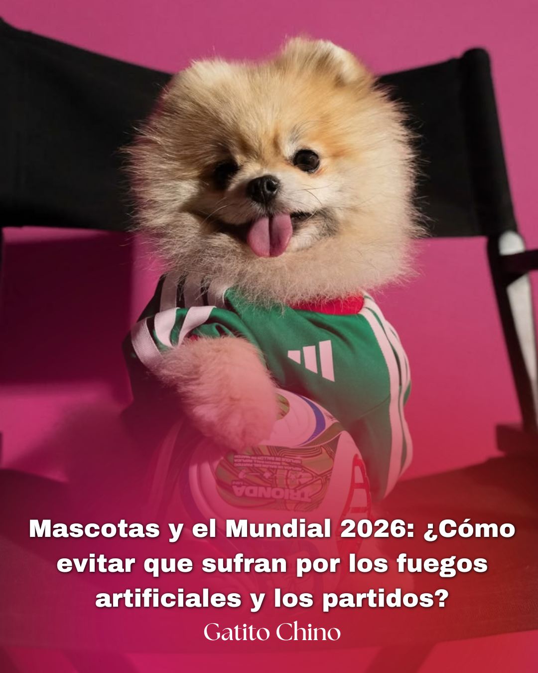 Mascotas y el Mundial 2026: ¿Cómo evitar que sufran por los fuegos artificiales y los partidos?