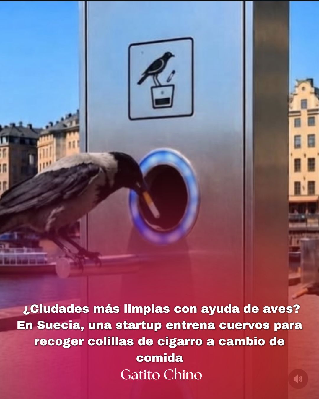 En Suecia, una máquina convierte a los cuervos en los nuevos «recolectores de basura» de la ciudad
