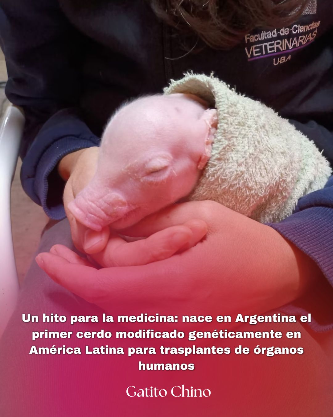 Nace en Argentina el primer cerdo modificado genéticamente para trasplantes de órganos humanos en América Latina