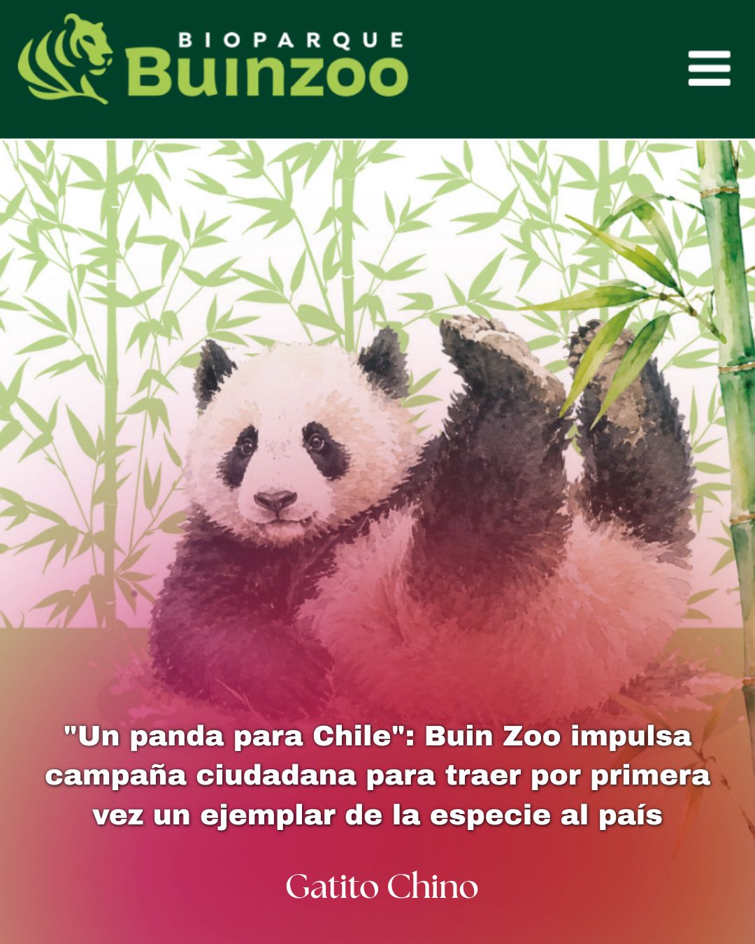 Buin Zoo lanza campaña para traer el primer panda gigante a Chile