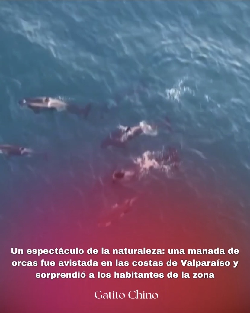Espectacular avistamiento de una manada de orcas sorprende a los habitantes de Valparaíso