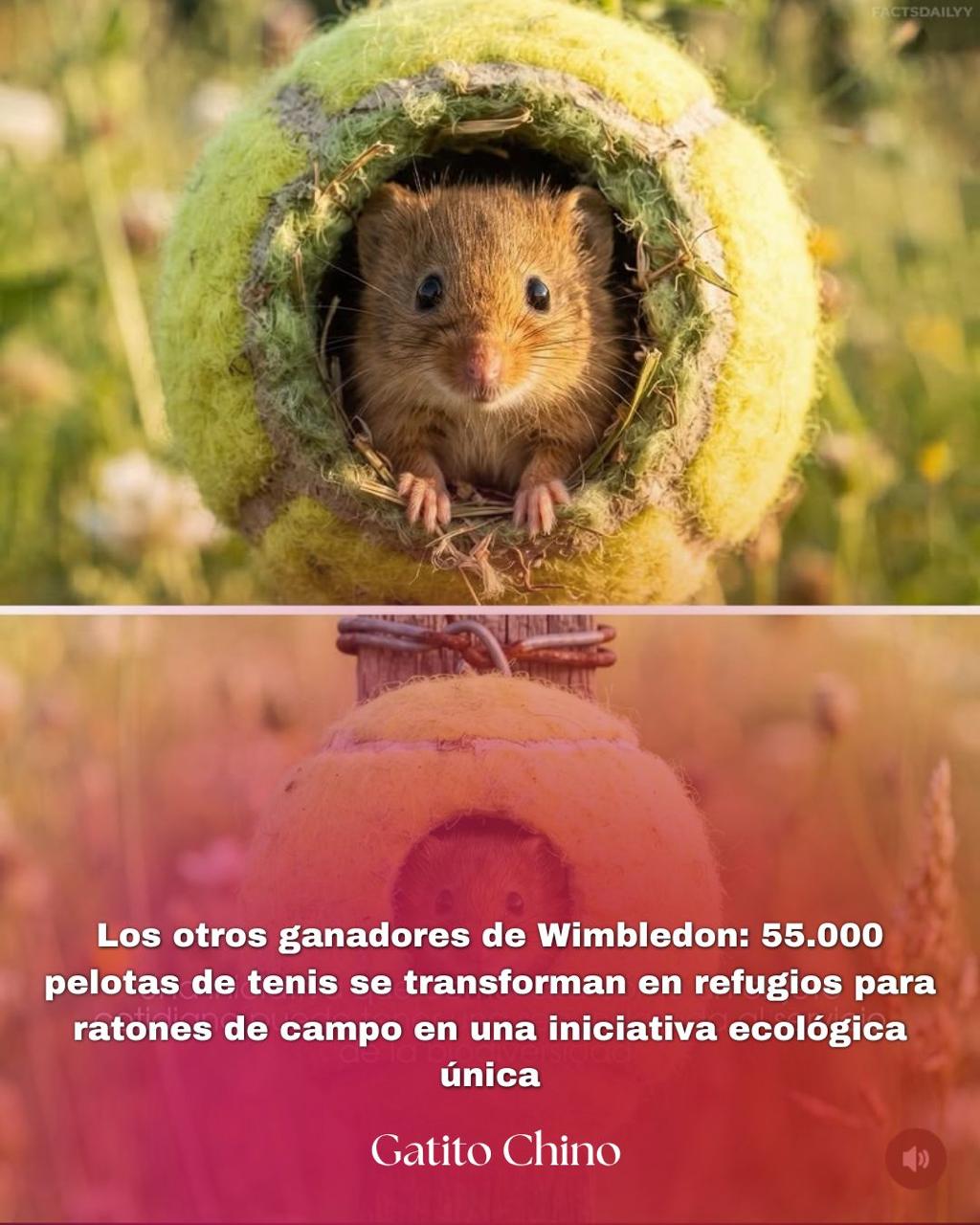55.000 pelotas de tenis se transforman en refugios para ratones de campo