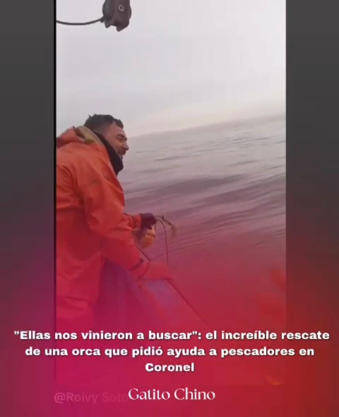 Orca «pide ayuda» a pescadores en Coronel para salvar a su cría enredada