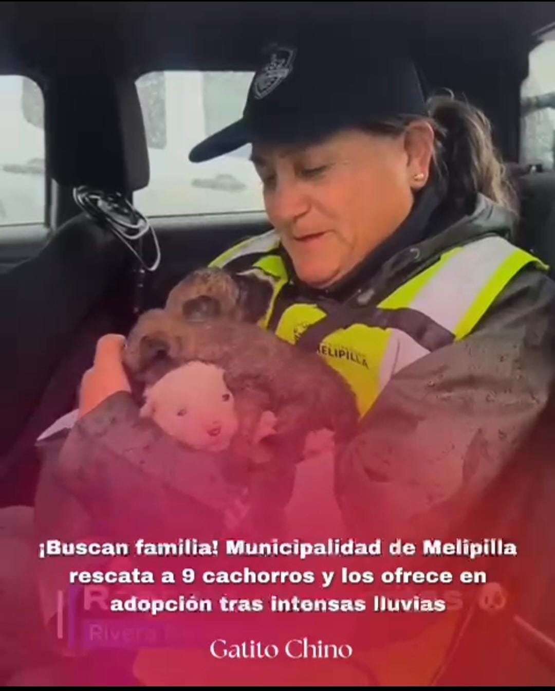 Municipalidad de Melipilla rescata a 9 cachorros y los ofrece en adopción