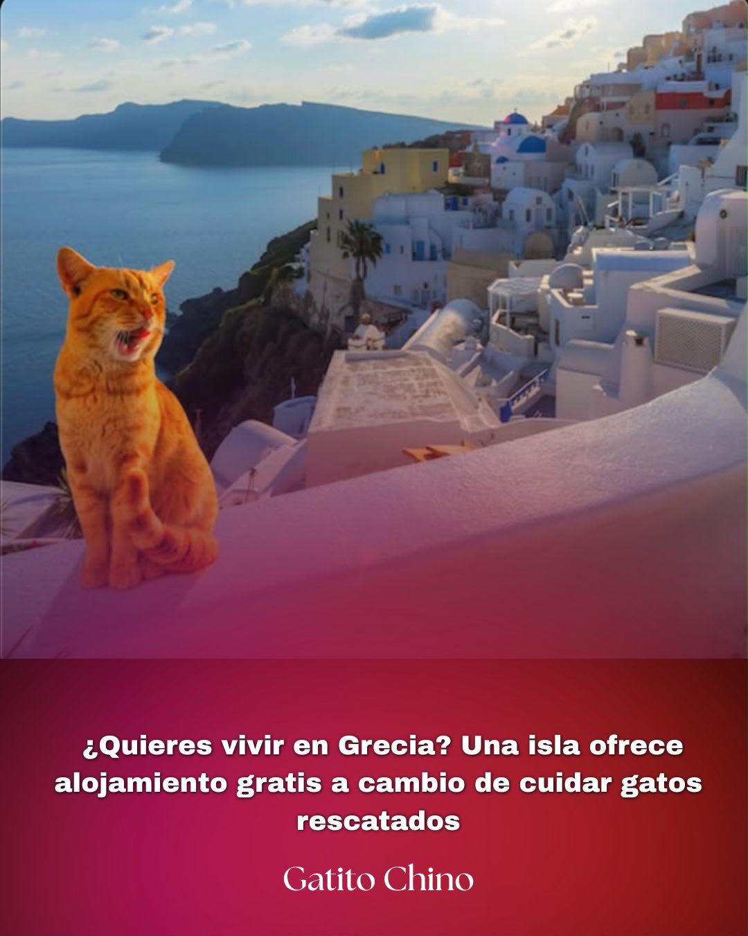 Isla griega ofrece alojamiento a cambio de cuidar gatos rescatados