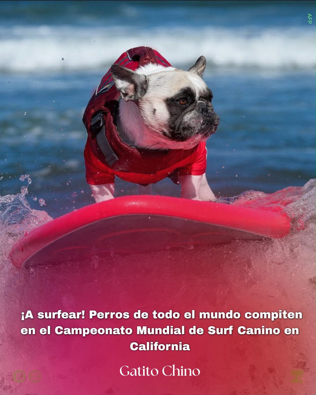 Perritos compiten en el emocionante torneo mundial de surf canino