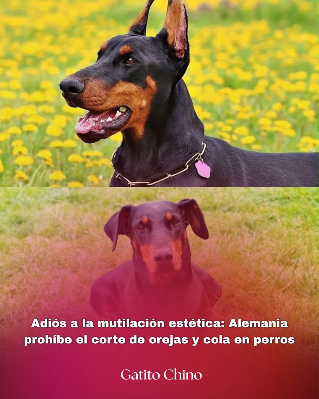 Alemania declara ilegal cortar orejas y cola a perros por estética