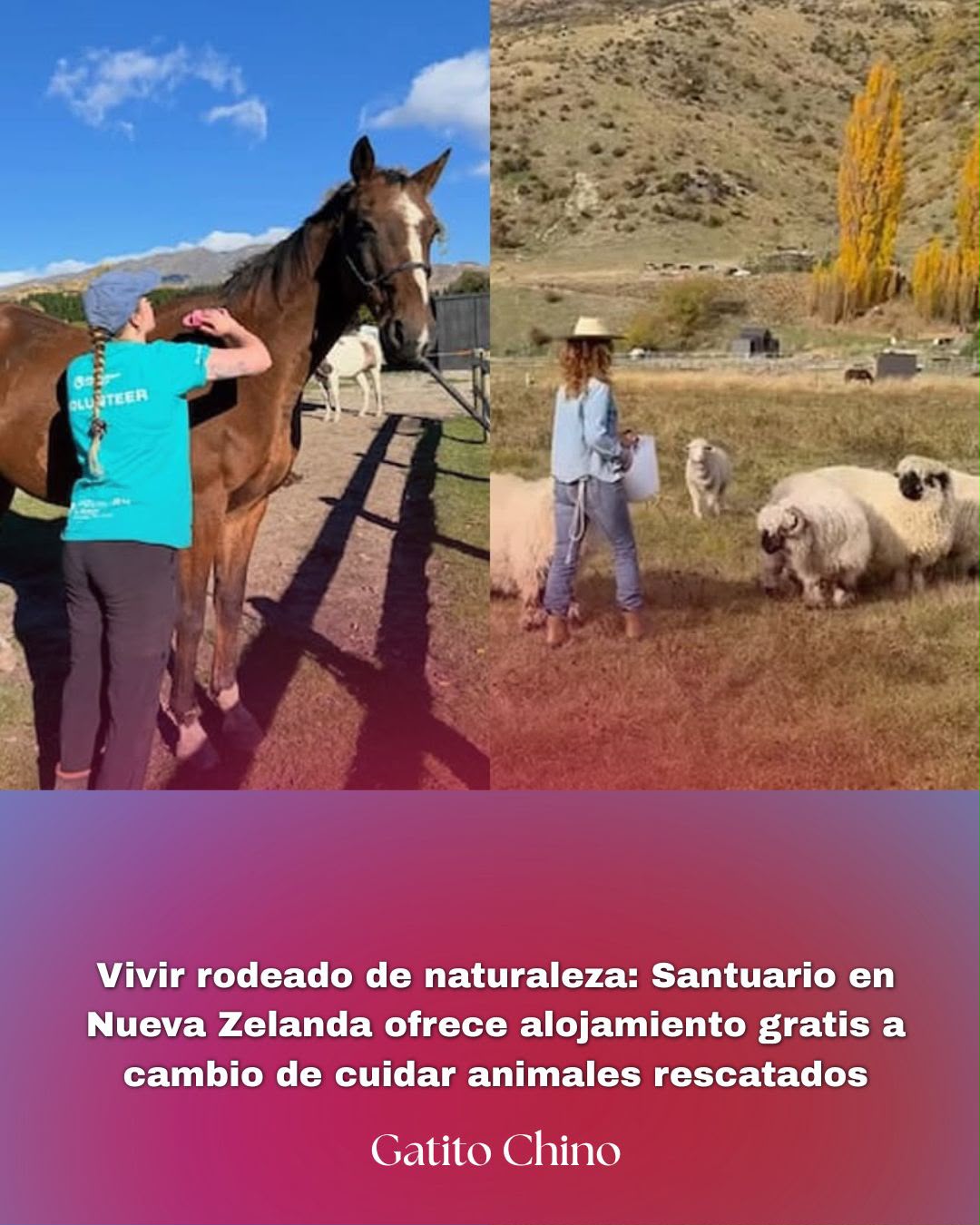 Santuario en Nueva Zelanda busca voluntarios para cuidar caballos y animales rescatados