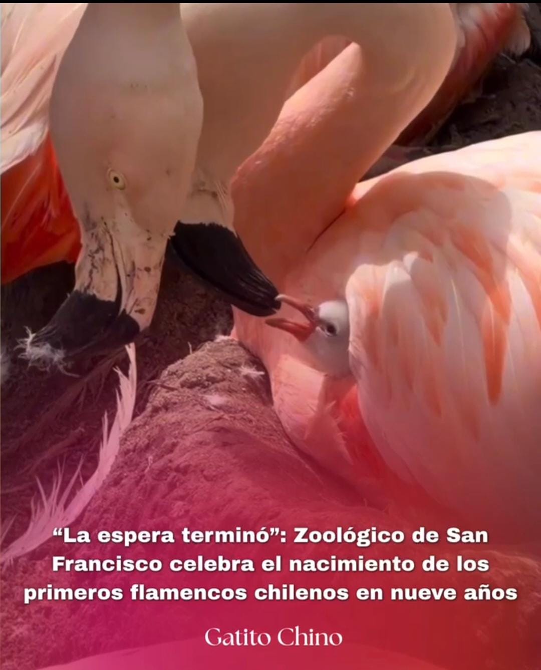 : ¡Los primeros flamencos chilenos en 9 años! El Zoológico de San Francisco celebra el nacimiento de cuatro polluelos