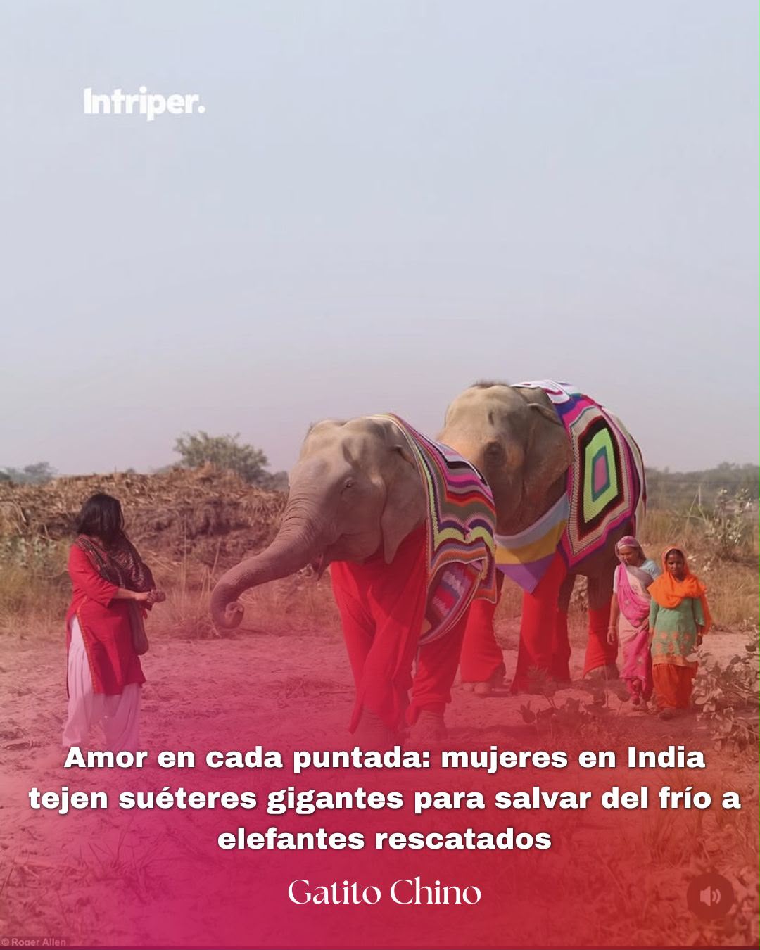 Tejen suéteres gigantes para proteger del frío a elefantes rescatados en India