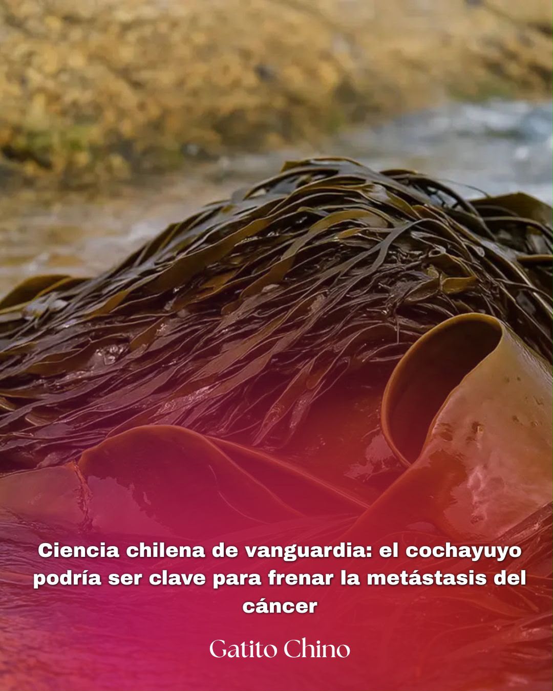 Cochayuyo chileno podría combatir la metástasis del cáncer