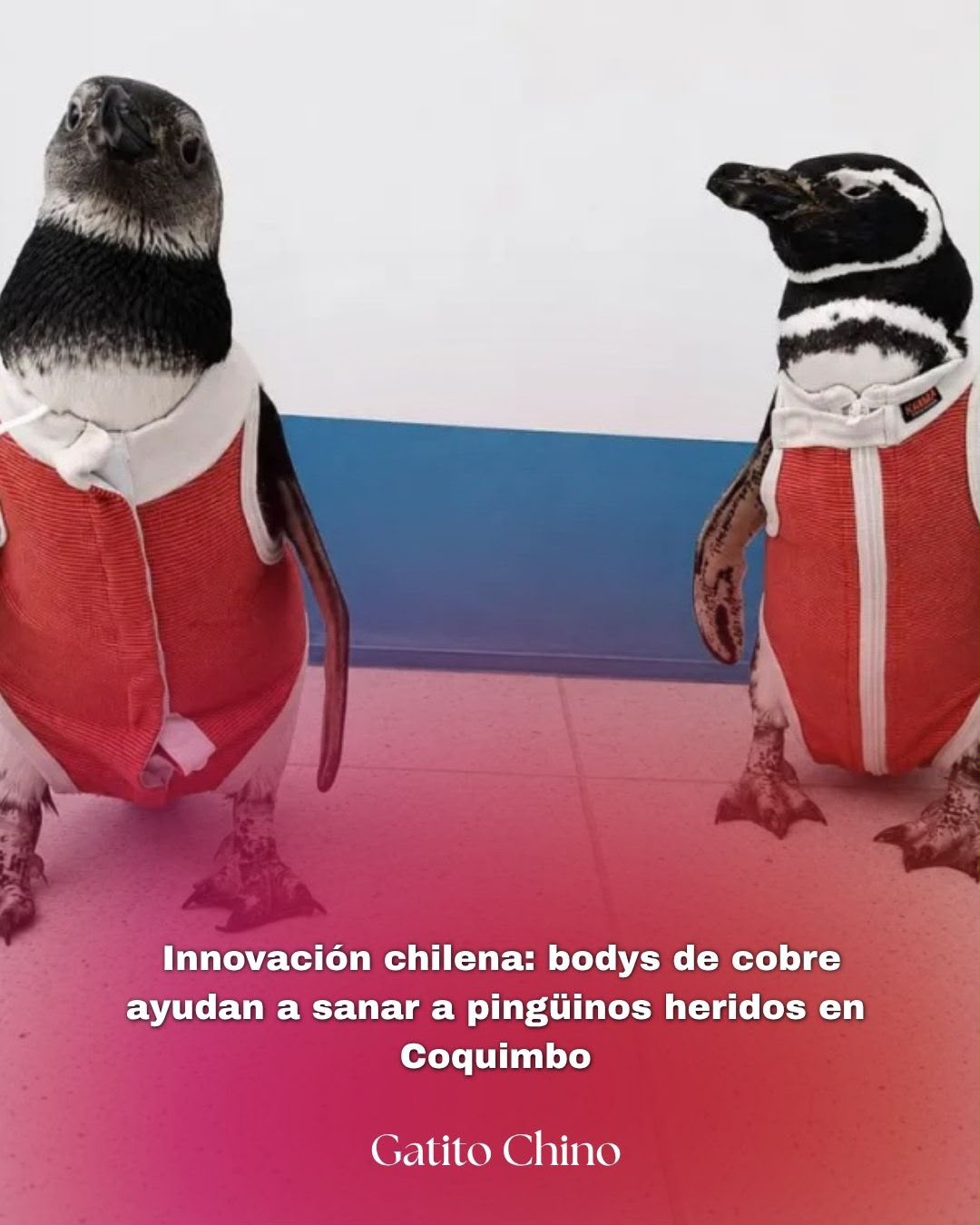 Cobre ayuda a sanar a pingüinos heridos en Coquimbo