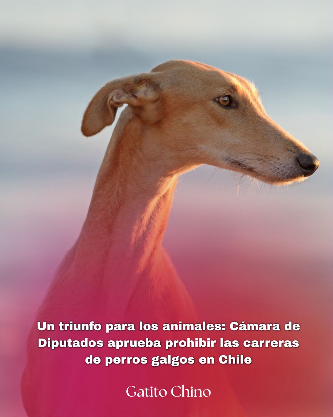 Cámara de Diputados aprueba prohibir las carreras de perros galgos en Chile