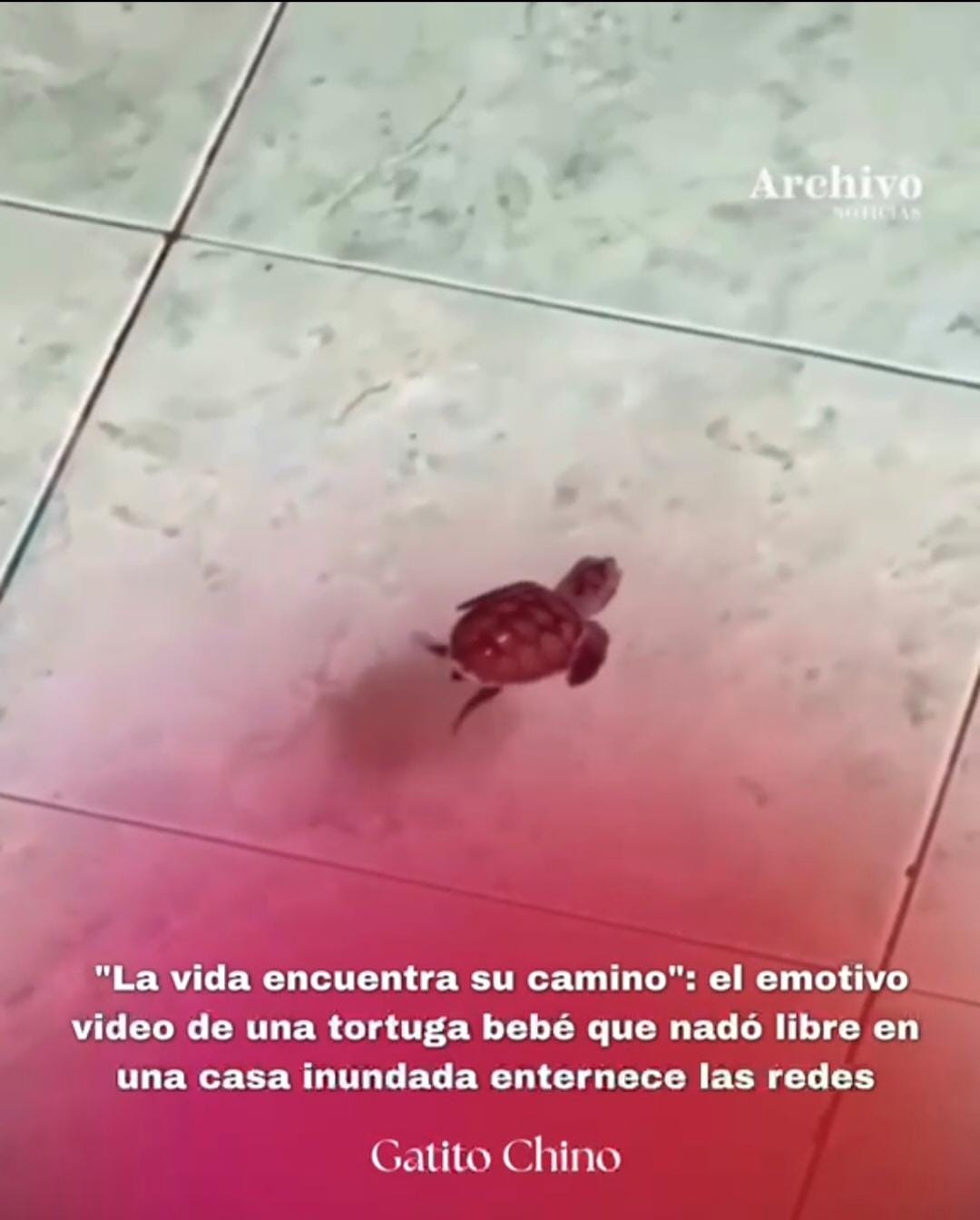 El emotivo video de la tortuga bebé que fue soltada en una casa inundada