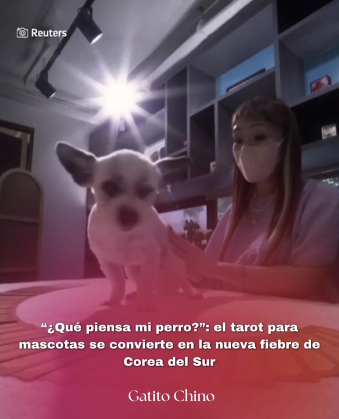 Tarot para mascotas causa furor en Corea del Sur