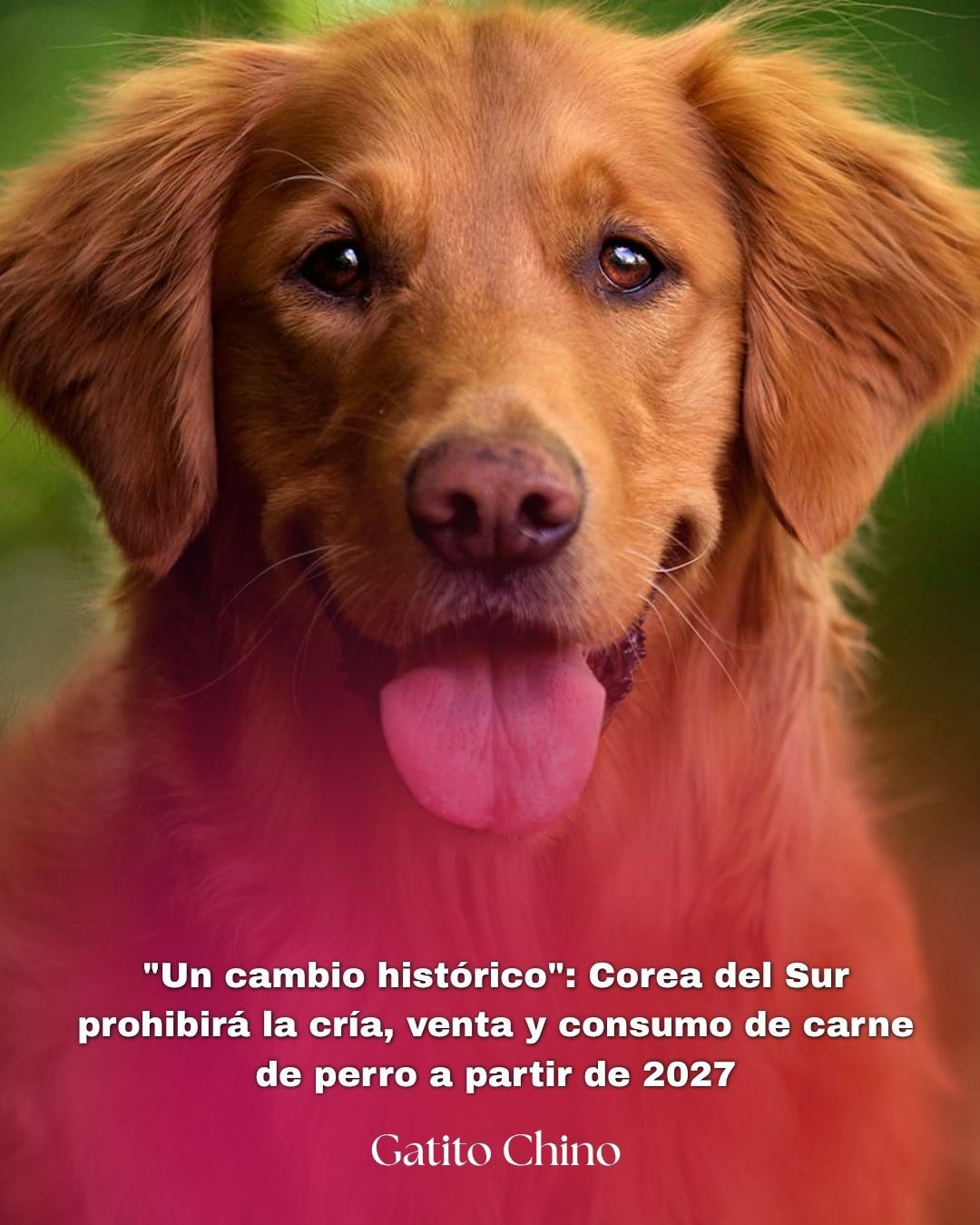 Corea del Sur se prepara para prohibir la carne de perro