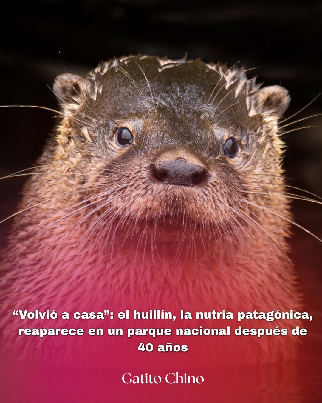 El huillín reaparece en la Patagonia tras 40 años de ausencia