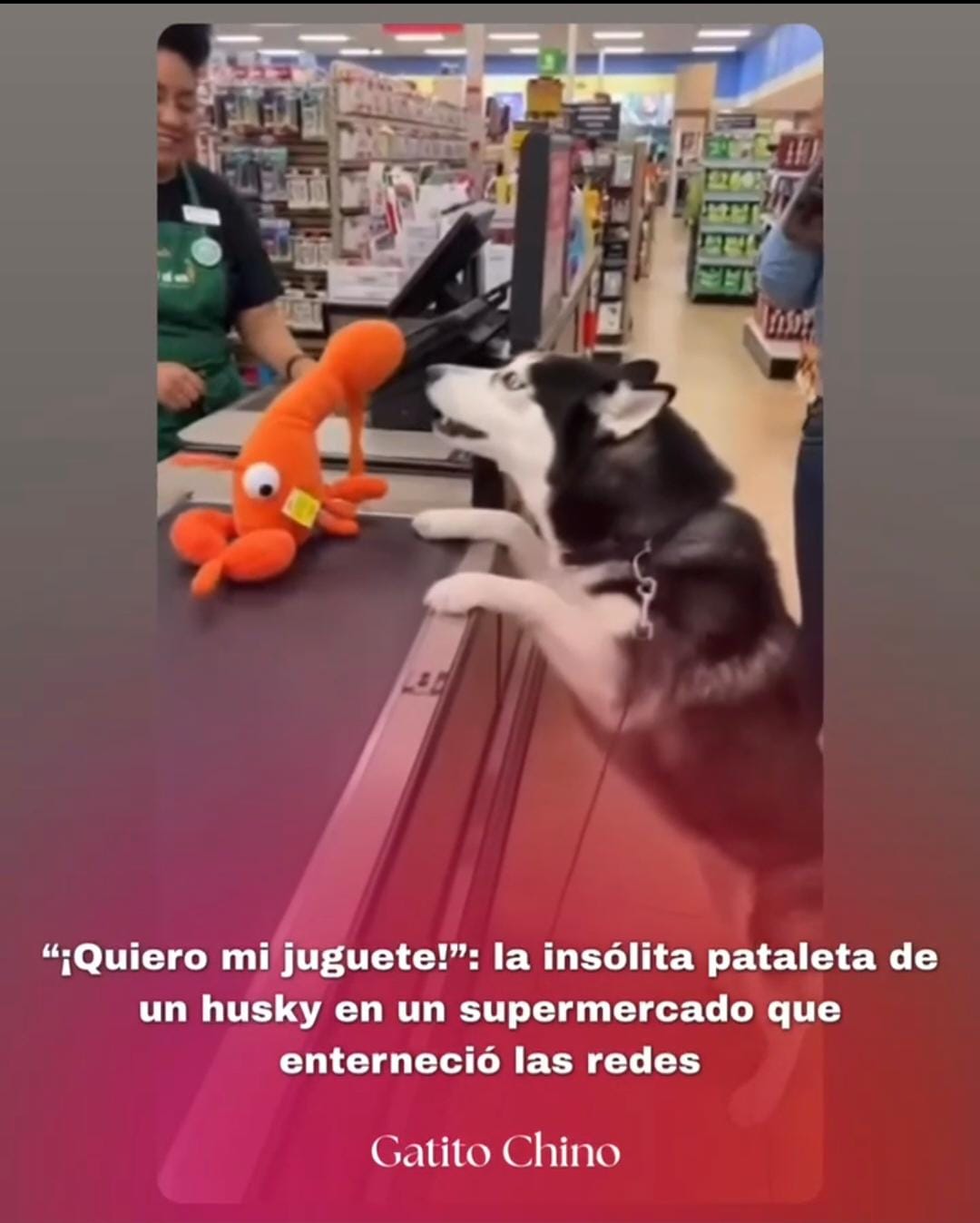 La tierna pataleta de un husky que se volvió viral: no le querían entregar su juguete en el supermercado