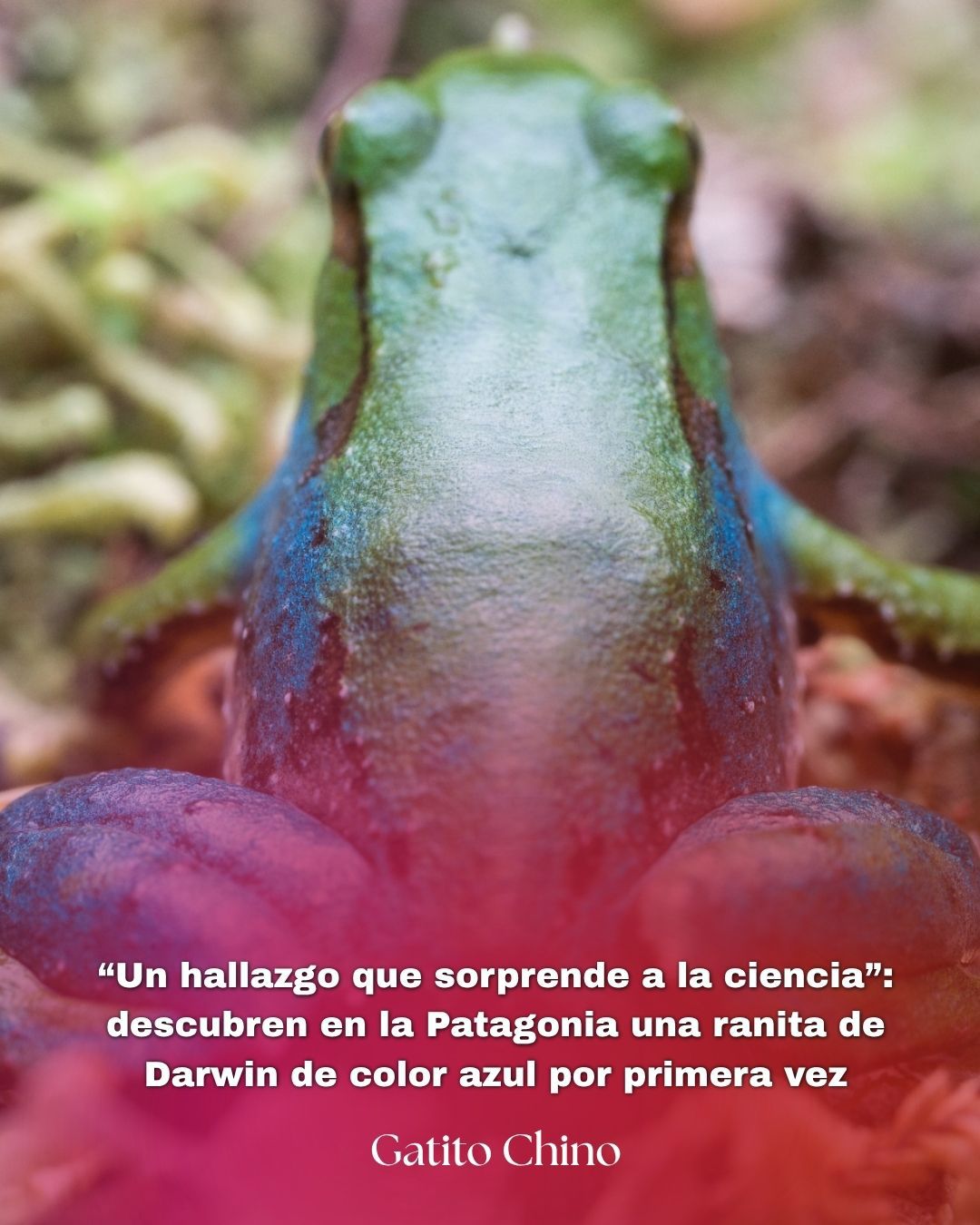 Hallazgo inédito en la Patagonia: registran por primera vez una ranita de Darwin de color azul