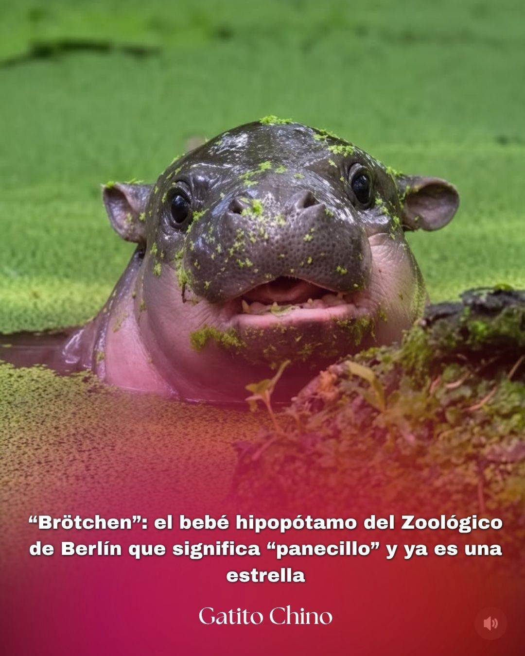 Bebé hipopótamo en el zoológico de Berlín es nombrado «Brötchen» (panecillo)