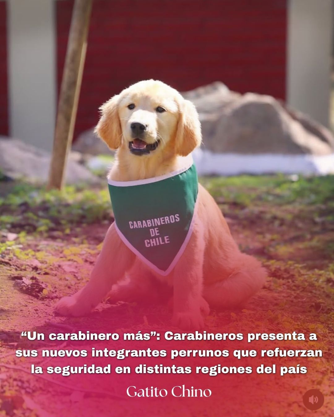 Carabineros de Chile presenta a sus nuevos integrantes perrunos: los guardianes de cuatro patas que refuerzan la seguridad