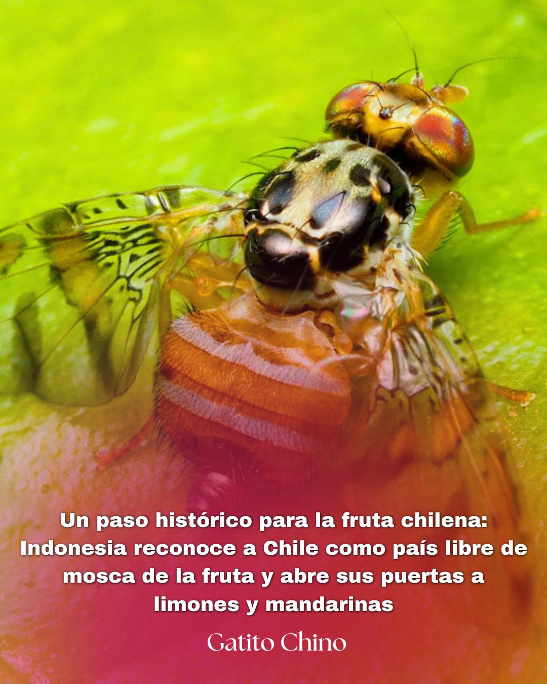 Indonesia reconoce a Chile como país libre de mosca de la fruta y abre las puertas a limones y mandarinas